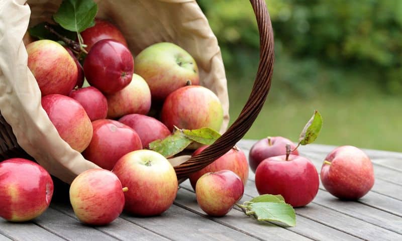 ripe apple trees