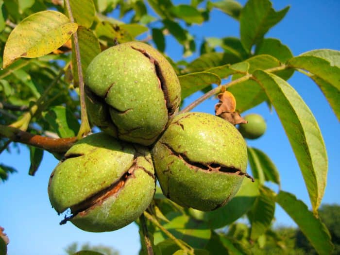 كيف نزرع الجوز