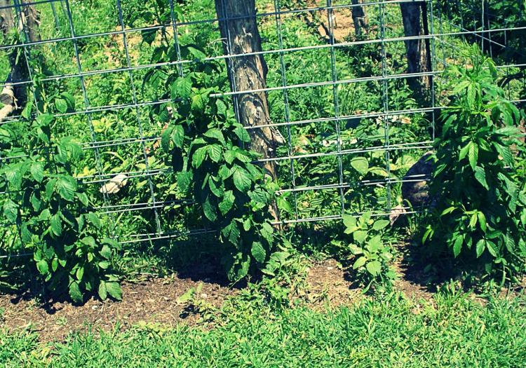 wie man Brombeeren pflegt
