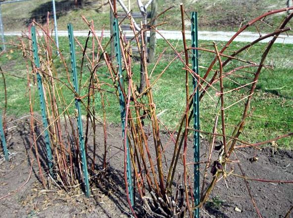 wie man Brombeeren pflegt
