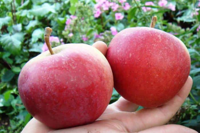 Apfelbaum Schönheit von Swerdlowsk