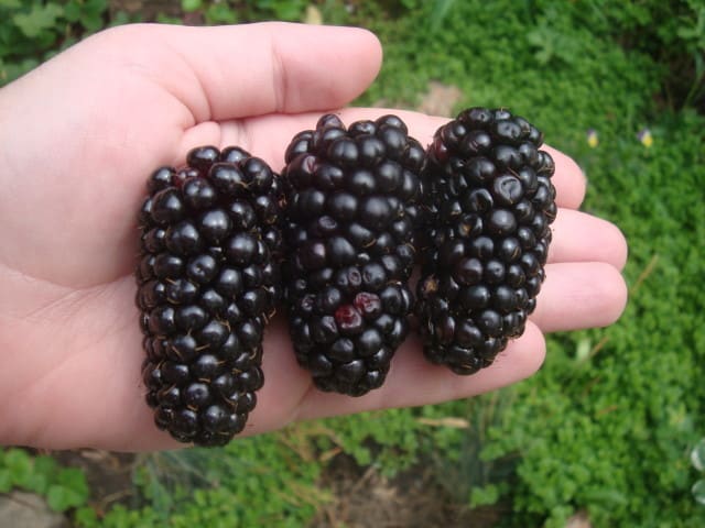 reife Brombeere