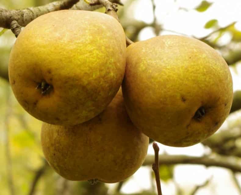 pear white leaf