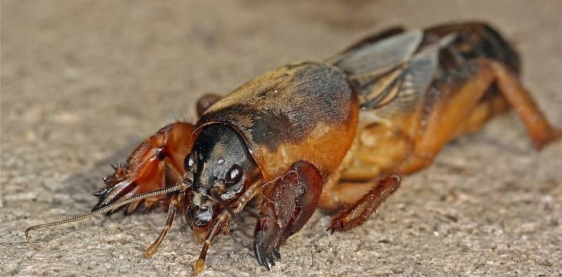 Brombeerbär