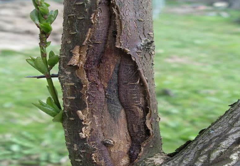 apple tree bark cracking