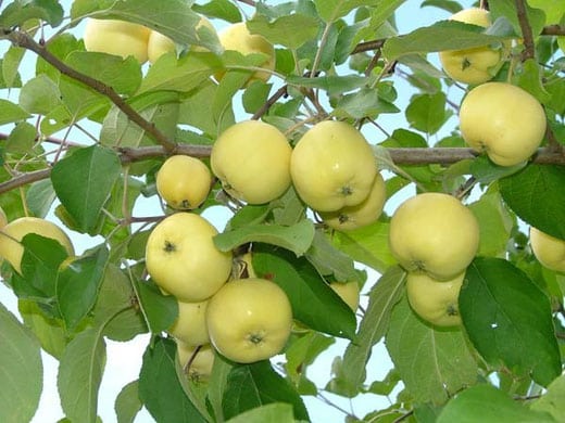 macieira Ural bulk