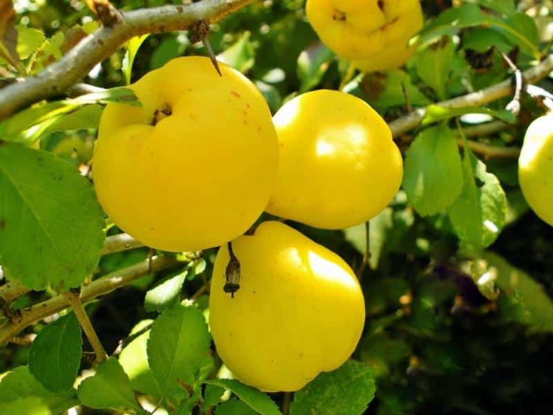 japanese quince
