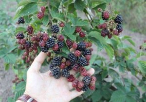 Beschreibung und Eigenschaften der Sorte Black Satin, Pflanzung und Pflege auf freiem Feld