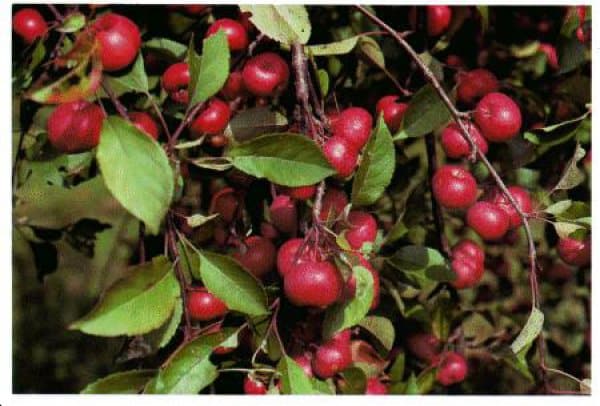 himmlischer Apfel