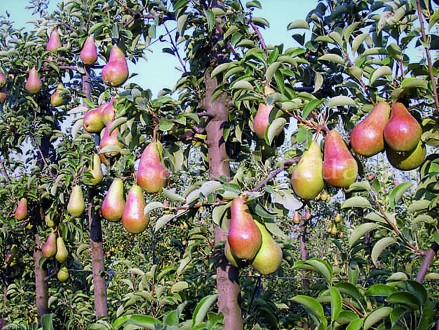 pear Talgar beauty