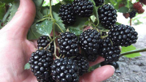 reife Brombeere
