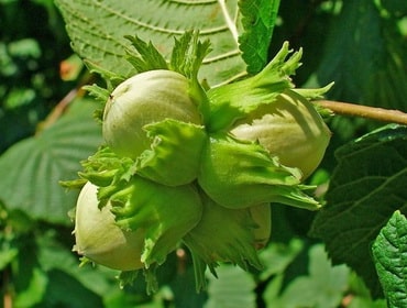 Haselnüsse
