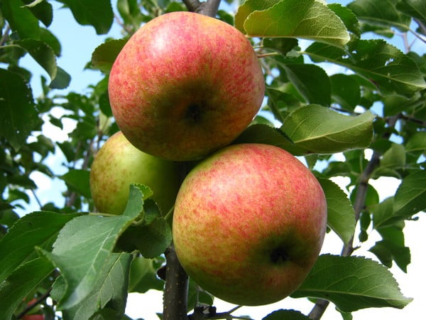 apple tree eagle
