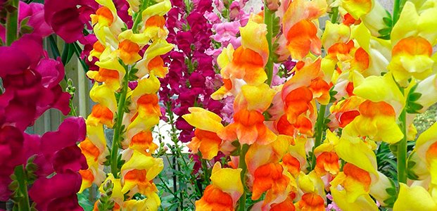 breeding gladiolus