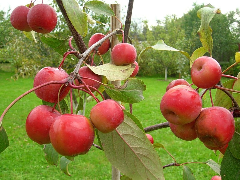 himmlischer Apfel