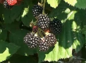 Beschreibung und Eigenschaften von Chester Thornless Brombeeren, Pflanzen und Pflege