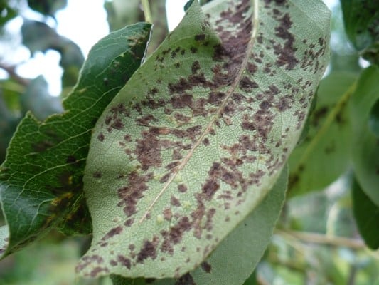 Brauner Fleck oder Phyllostictose
