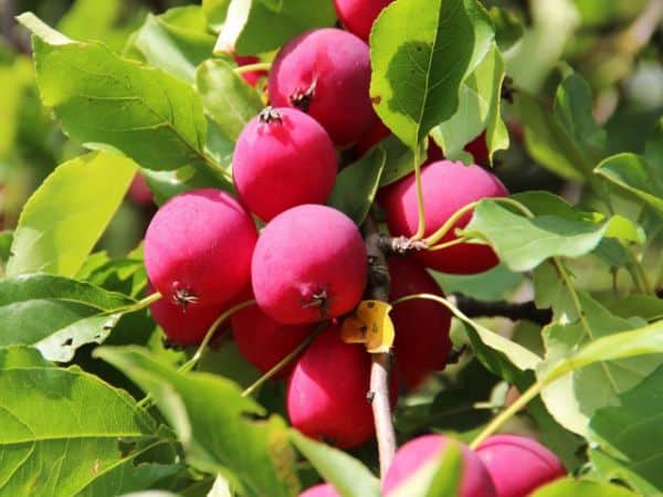 himmlischer Apfel