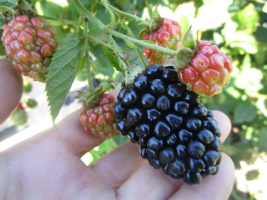 Brombeersorte Kiova