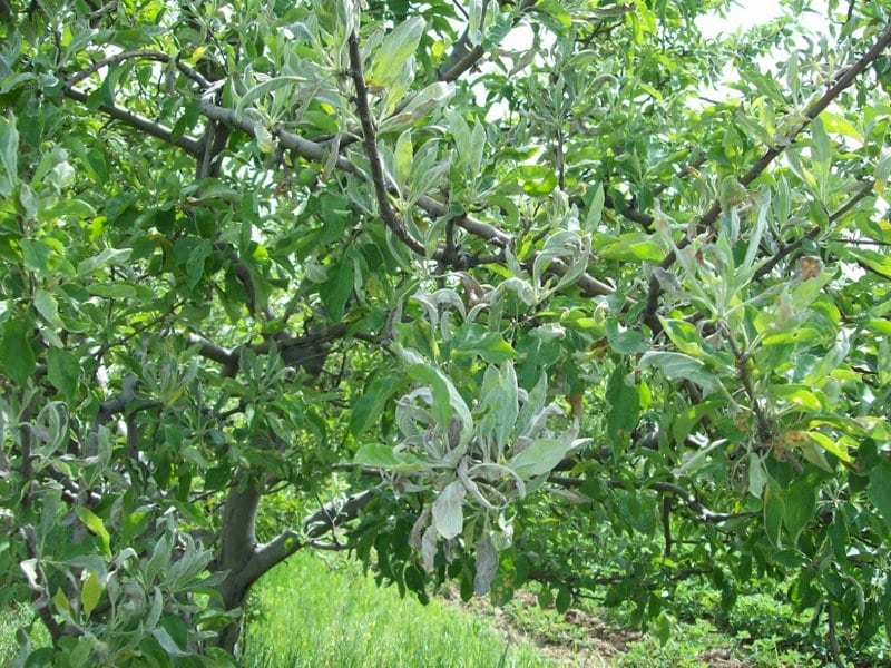 powdery mildew on apple trees