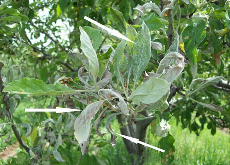 powdery mildew on apple trees
