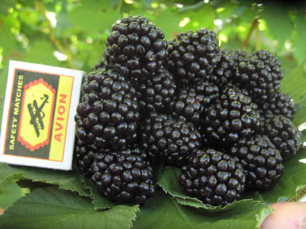 Blackberry Vaughn