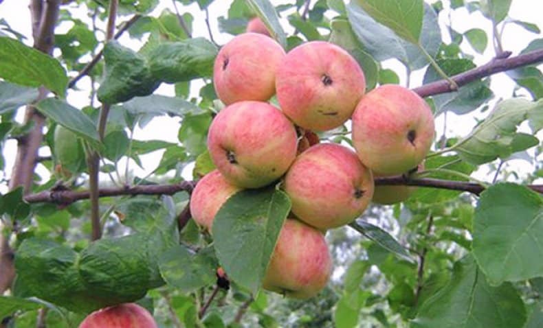Pommier Uralets
