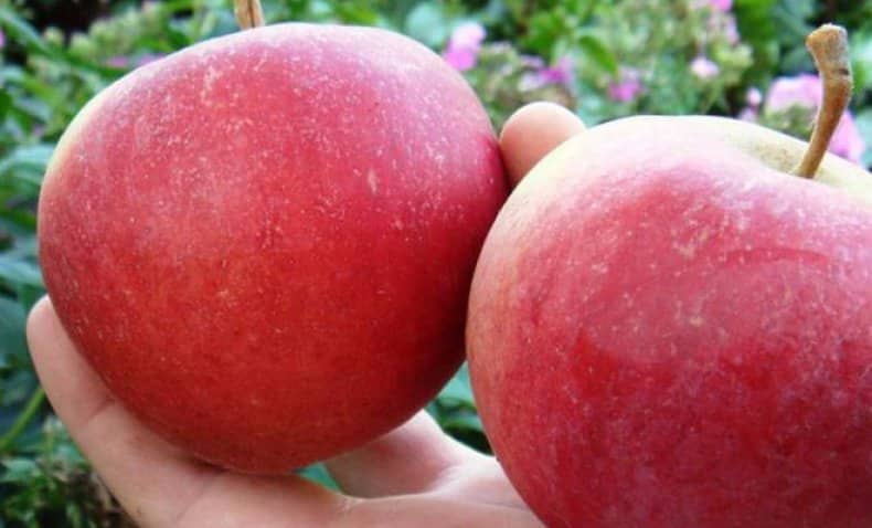 Apfelbaum Schönheit von Swerdlowsk