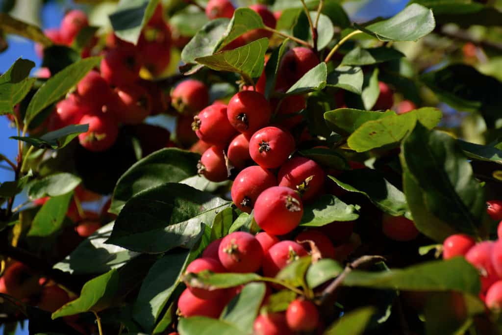 himmlischer Apfel