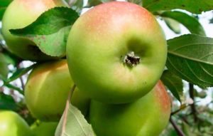 Description, characteristics and breeding history of the Bratchud apple tree, planting and care