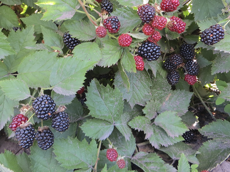 Blackberry Goof Tei