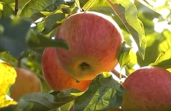 apple tree eagle