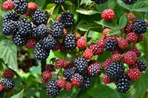 Blackberry Goof Tei