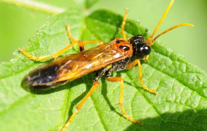 Sägefliege auf einer Birne