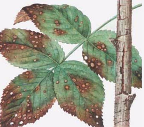 Rost auf Brombeeren
