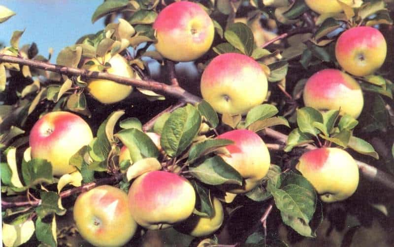 apple tree