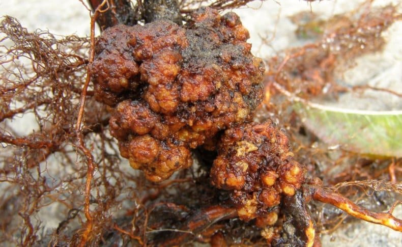 Wurzelkrebs