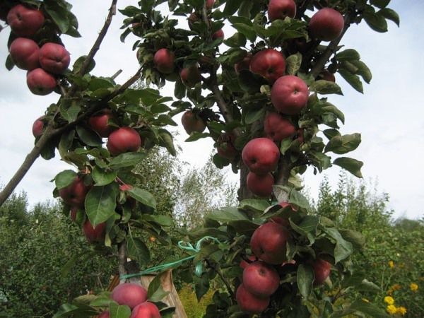 Währung Apfelbaum