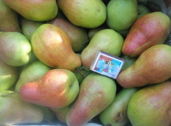pear forest beauty