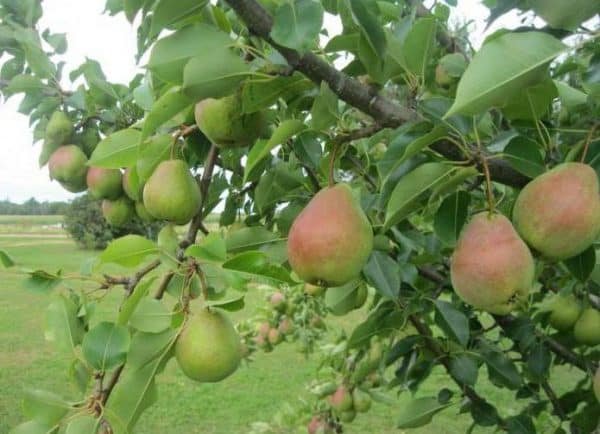 pear veles