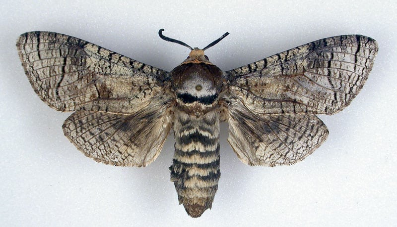 Woodworm butterflies
