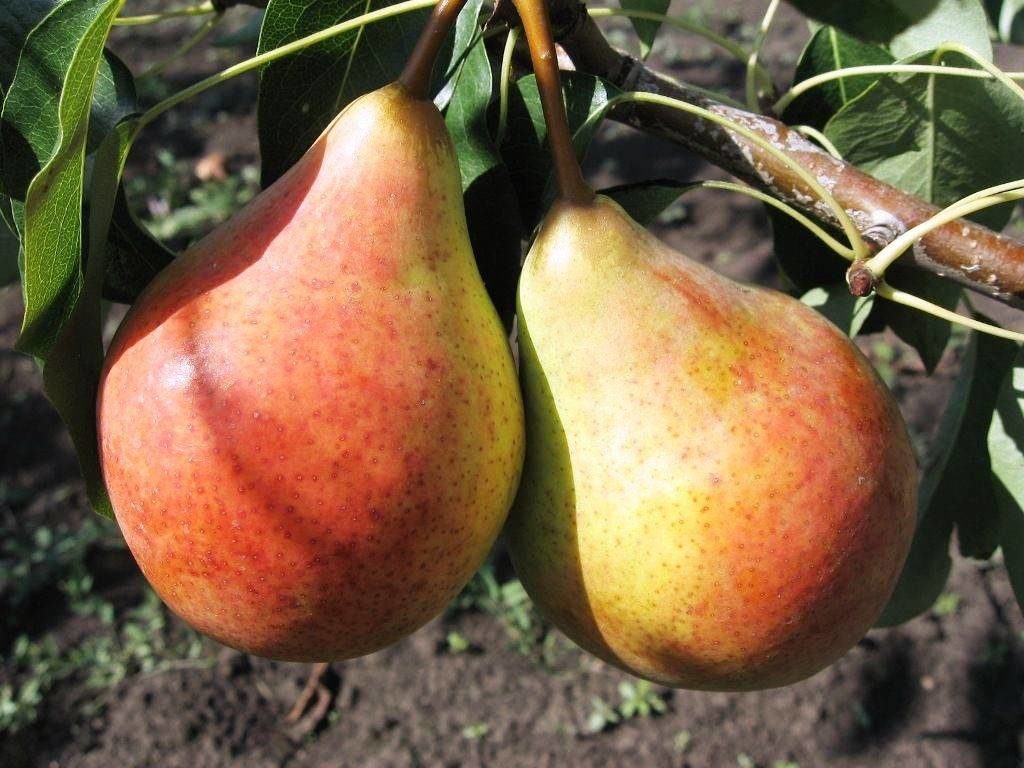 Muskuso kriaušė