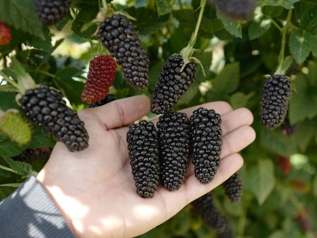 blackberry karaka μαύρο
