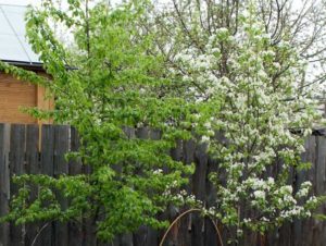 Anledningar till att ett päron kanske inte bär frukt och vad man ska göra, hur man får det att blomstra