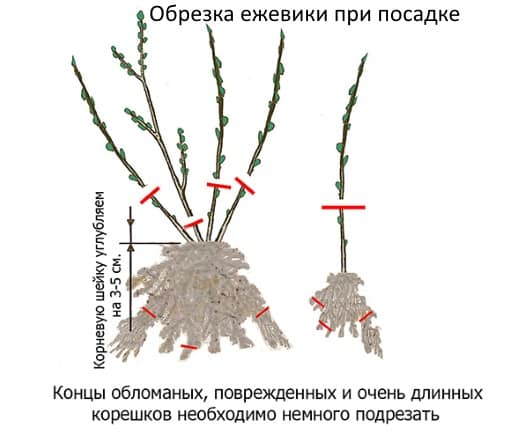 обрезивање купина