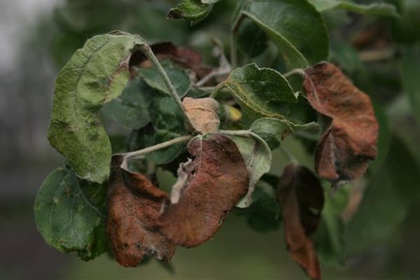 hojas de manzana secas