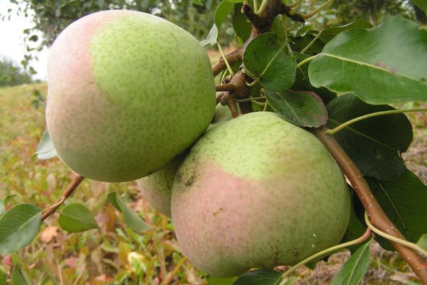 Rogned pear