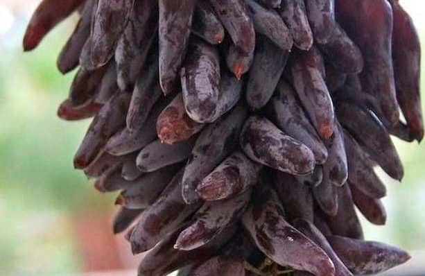 grapes witch's fingers
