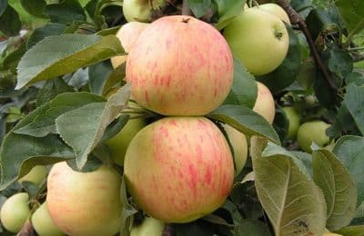 apple tree