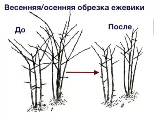 обрезивање купина